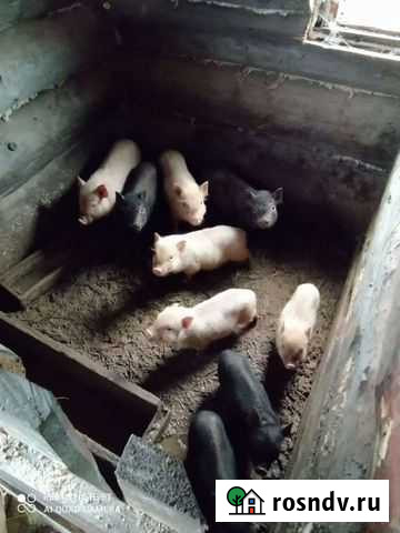 Вьетнамские вислобрюхие поросята Ангарск - изображение 1