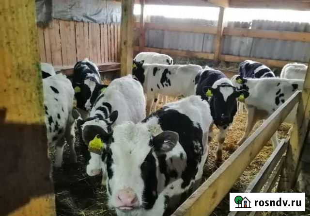 Бычки Сердобск - изображение 1