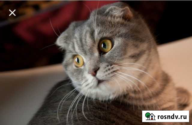 Передержка кошек и других мелких животных Вологда - изображение 1