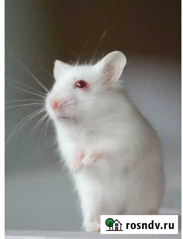 Продам джунгарика Казань - изображение 1