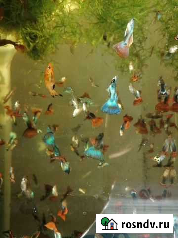 Аквариумные рыбки и криветки чери Уварово - изображение 1