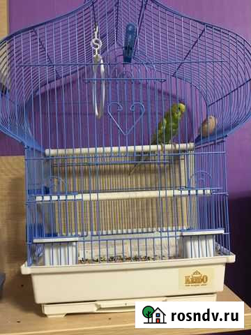 Продам клетку для попугая Троицкий - изображение 1