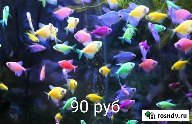 Неон, данио, тернеции и др Воскресенск - изображение 1
