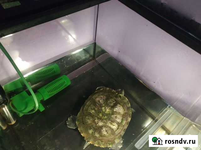 Черепаха с террариумом Рыбинск - изображение 1