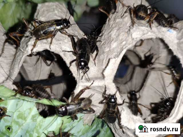 Сверчок, таракан, саранча, бражник и многое другое Москва - изображение 1