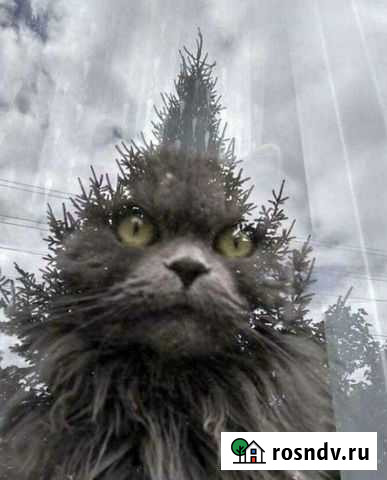 Передержка кошек Мурино - изображение 1