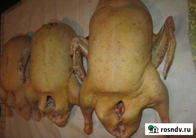 Мясо молодой индоутки Выборг - изображение 1