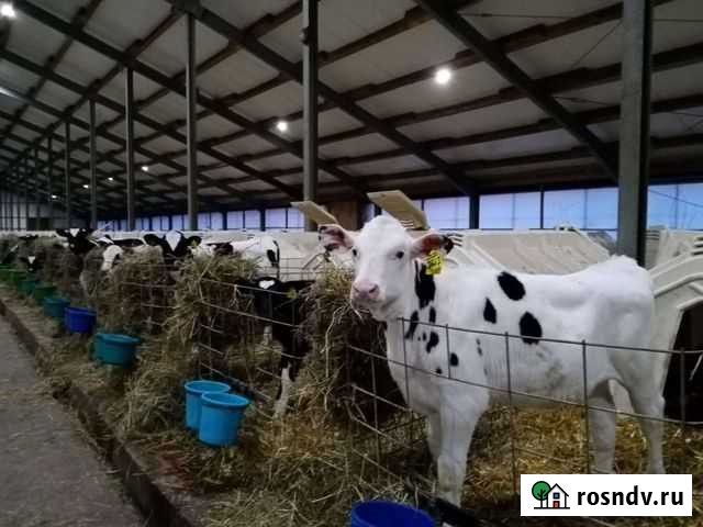 Бычки Телята Мясные с большим привесом Ртищево - изображение 1