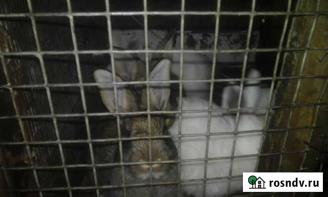 Кролики. Мясо кролика Кинель - изображение 1