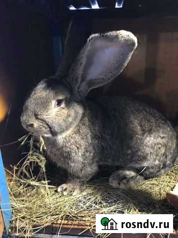Кролики фландр Тольятти - изображение 1