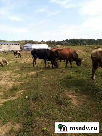 Карови Боровск - изображение 1