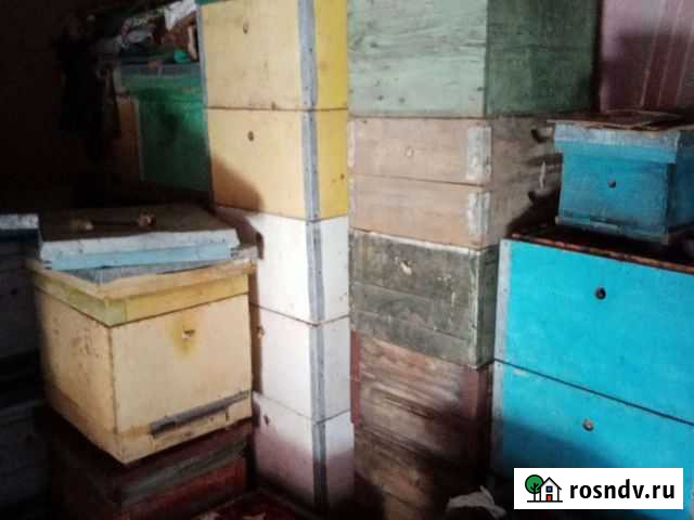 Ульи Казанская - изображение 1