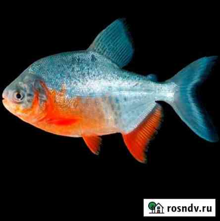 Яркие экзотические рыбки Набережные Челны