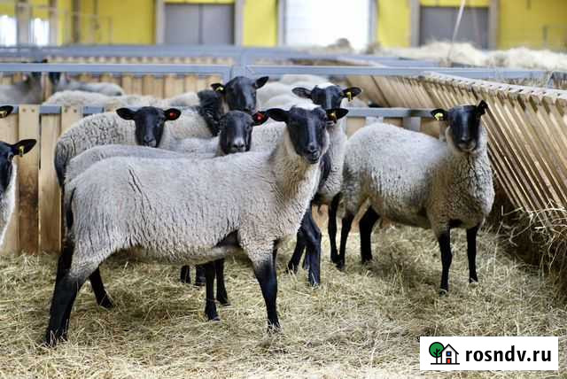 Ягнята, ярки, бараны и овцы Романовской породы Борисоглебский - изображение 1