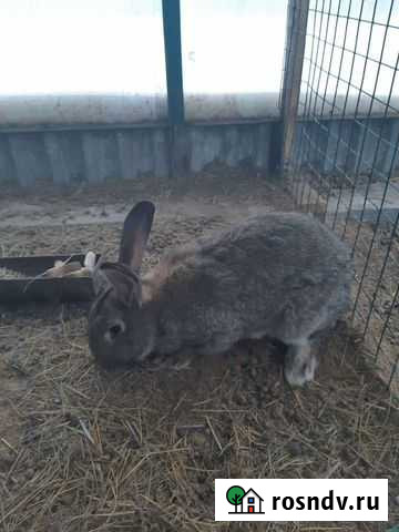 Кролики мясных пород Екатеринбург - изображение 1