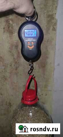 Пшеница Каспийск - изображение 1