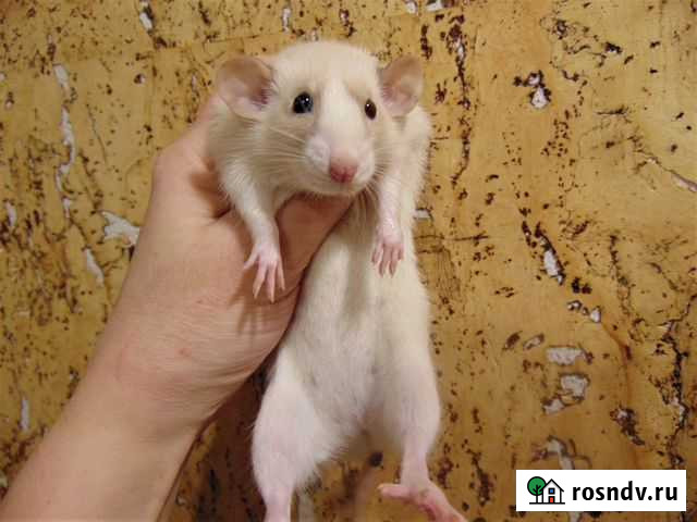 Крысы, крысята - родители малышей, клетки Санкт-Петербург - изображение 1