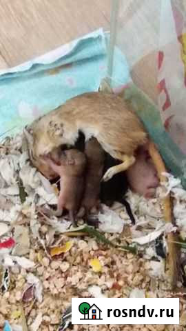 Песчанки Череповец - изображение 1