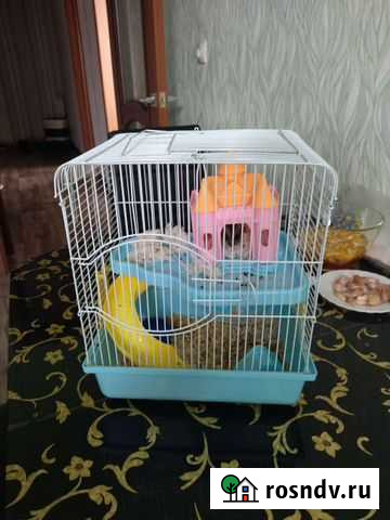 Джунгарский хомяк с клеткой Благовещенск - изображение 1