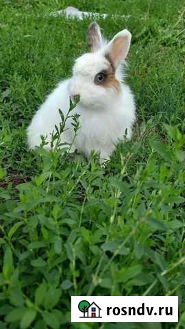 Декоративный кролик Челябинск - изображение 1