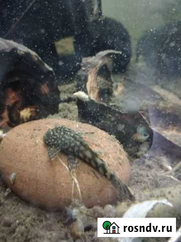 Аквариумные рыбки, креветки, корма Выкса - изображение 1