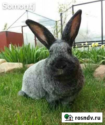 Полтавская серебро Хасавюрт - изображение 1