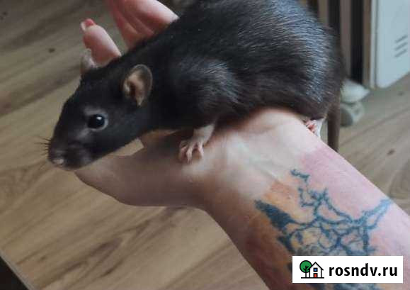 Крыса Хабаровск - изображение 1