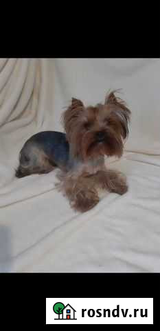 Груминг Черкесск - изображение 1