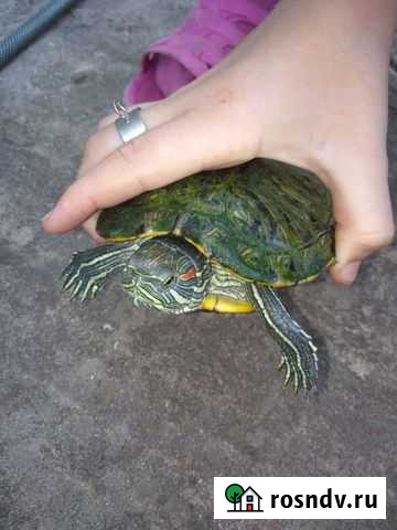 Красноухая черепаха Белгород - изображение 1