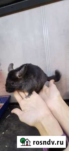 Шиншилла молодая Уфа - изображение 1