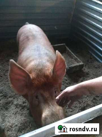 Кабан Кемерово - изображение 1