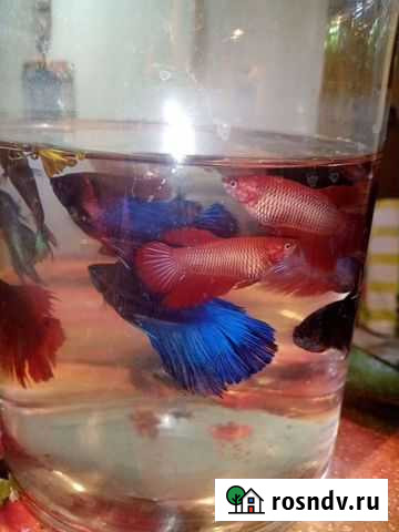 Петушок рыбка Ростов-на-Дону - изображение 1