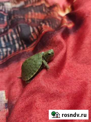 Черепаха с аквариумом бесплатно Электрогорск - изображение 1