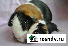 Морские свинки Благовещенск - изображение 1