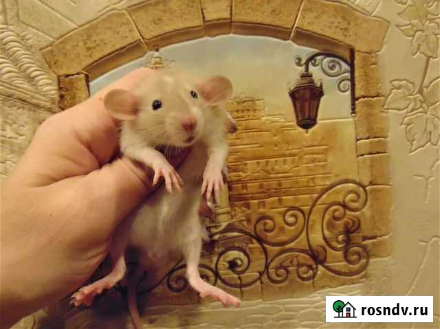 Крысы, крысята дамбо - редкие окрасы - питомник Санкт-Петербург - изображение 1