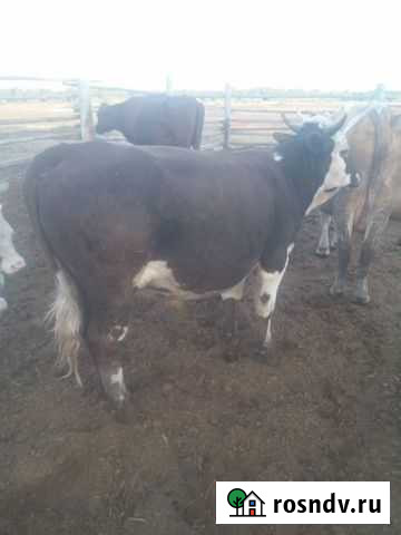 Молодняк крс Малиновое Озеро - изображение 1