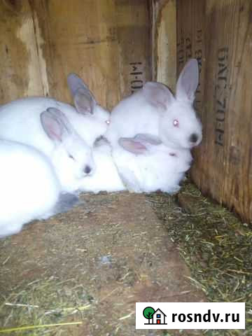 Кролики калифорнийцы Ярославль - изображение 1