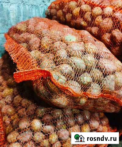 Картофель мелкий Мариинск - изображение 1