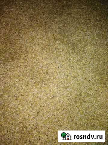 Продам ячмень Ульяновск - изображение 1