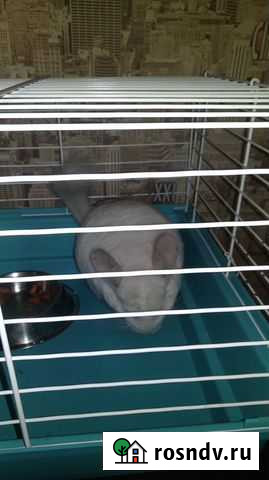 Шиншилла Прокопьевск - изображение 1