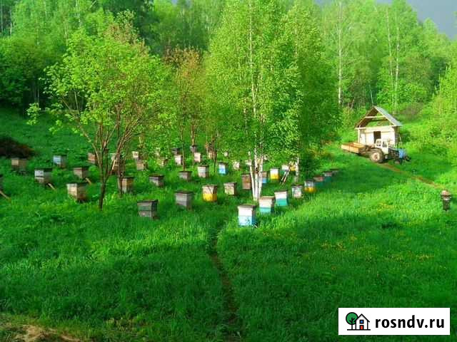 Мёд Новокузнецк - изображение 1