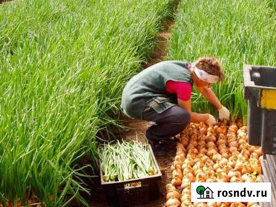 В Новый Год с производством Саранск - изображение 1