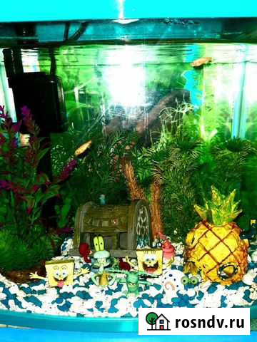 Аквариум Барнаул - изображение 1