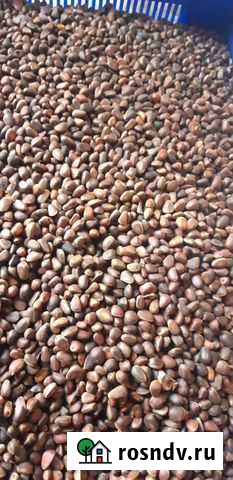 Продам орех кедровый Томск - изображение 1