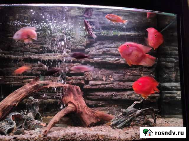 Попугаи Липецк - изображение 1