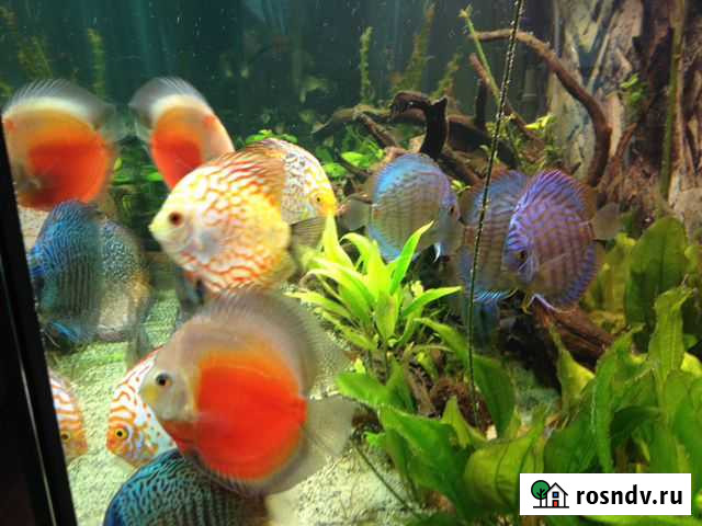 Аквариум Морской и Пресноводный, Доставка Москва - изображение 1