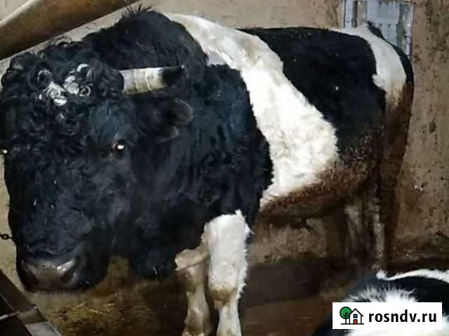 Бычки от 1 месяца до 3х Исса - изображение 1