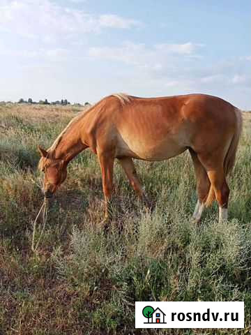 Лошади Волгоград - изображение 1