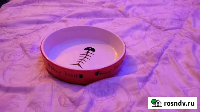 Миска для кошек Ульяновск - изображение 1