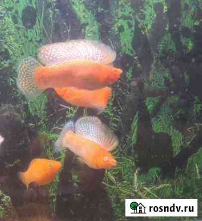 Велифера, моллинезия, живородка, меченосец, гуппи Химки